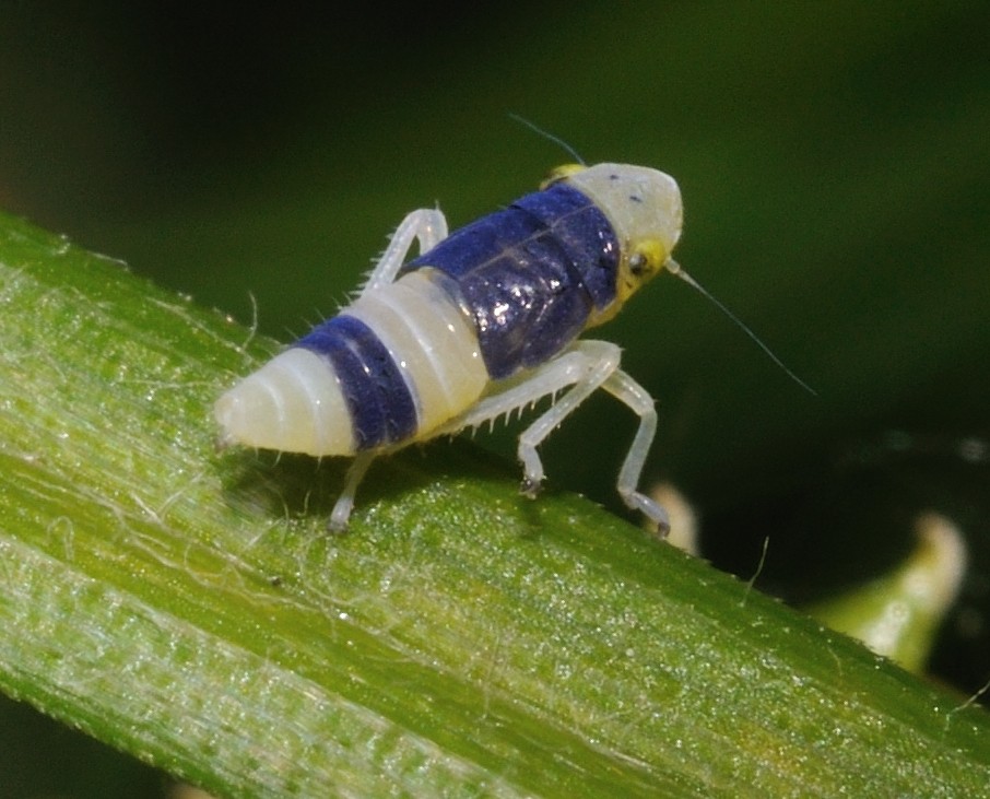 Da identificare N.1....ninfa di cfr. Evacanthus dall''Abruzzo